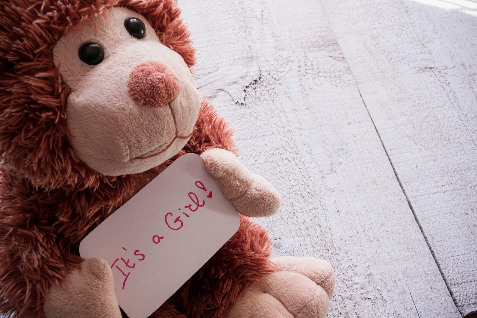 A plush monkey holding a card that reads It's a Girl!