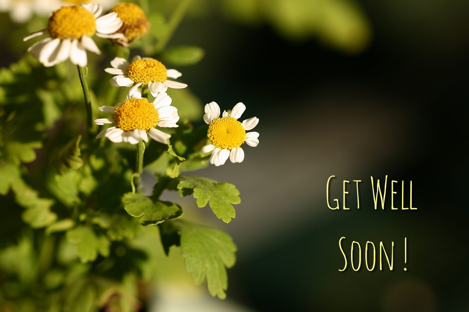 Daisies in soft focus beside the words Get Well Soon!